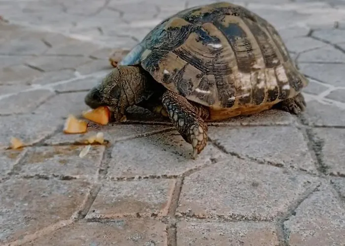 St Paul And Peter's House Appartamento Asprovalta